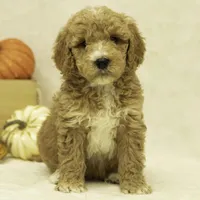Riley, a female Goldendoodle for sale in Oakland, MD – Photo 1 of 4
