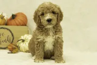 Riley, a female Goldendoodle for sale in Oakland, MD – Photo 1 of 4
