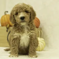 Riley, a female Goldendoodle for sale in Oakland, MD – Photo 4 of 4