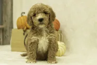 Riley, a female Goldendoodle for sale in Oakland, MD – Photo 4 of 4