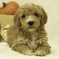 Riley, a female Goldendoodle for sale in Oakland, MD – Photo 3 of 4