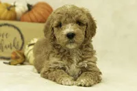 Riley, a female Goldendoodle for sale in Oakland, MD – Photo 3 of 4