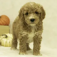 Riley, a female Goldendoodle for sale in Oakland, MD – Photo 2 of 4