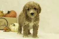 Riley, a female Goldendoodle for sale in Oakland, MD – Photo 2 of 4