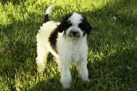 Flash, a male Bernedoodle for sale in Oakland, MD – 3 of 3