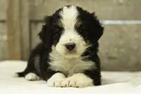 Isaac, a male Bernedoodle for sale in Oakland, MD – 3 of 4