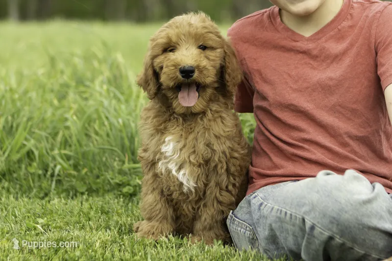 Reggie – Goldendoodle puppy for sale in Oakland, MD