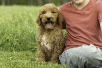 Reggie, a male Goldendoodle for sale in Oakland, MD – 1 of 2