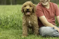 Reggie, a male Goldendoodle for sale in Oakland, MD – 2 of 2