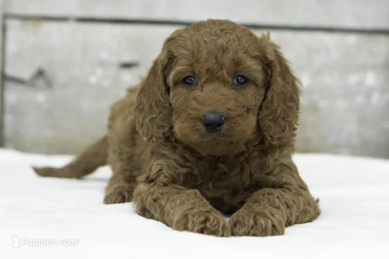 Lark – Goldendoodle puppy for sale in Oakland, MD