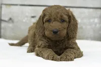 Lark, a female Goldendoodle for sale in Oakland, MD – Photo 1 of 2
