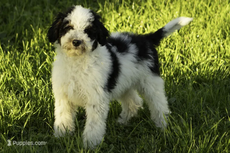 Flash – Bernedoodle puppy for sale in Oakland, MD