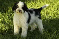 Flash, a male Bernedoodle for sale in Oakland, MD – 1 of 3