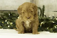 Zed, a male Goldendoodle for sale in Oakland, MD – Photo 2 of 2