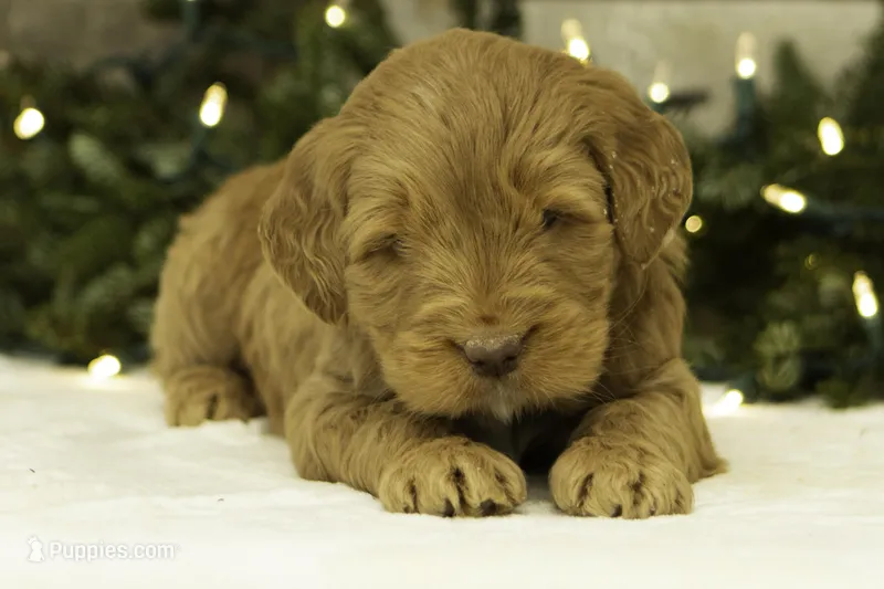 Zed – Goldendoodle puppy for sale in Oakland, MD