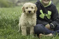Milo, a male Goldendoodle for sale in Oakland, MD – 3 of 3