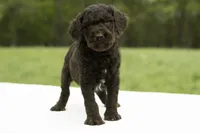 Percy, a male Goldendoodle for sale in Oakland, MD – 3 of 4