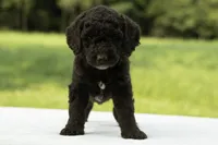 Dawson, a male Goldendoodle for sale in Oakland, MD – 2 of 4