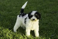 Crema, a female Bernedoodle for sale in Oakland, MD – 3 of 5