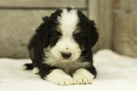 Isaac, a male Bernedoodle for sale in Oakland, MD – 1 of 4