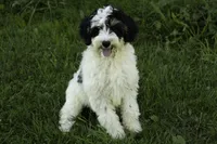 Crema, a female Bernedoodle for sale in Oakland, MD – 4 of 5