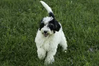 Crema, a female Bernedoodle for sale in Oakland, MD – 5 of 5