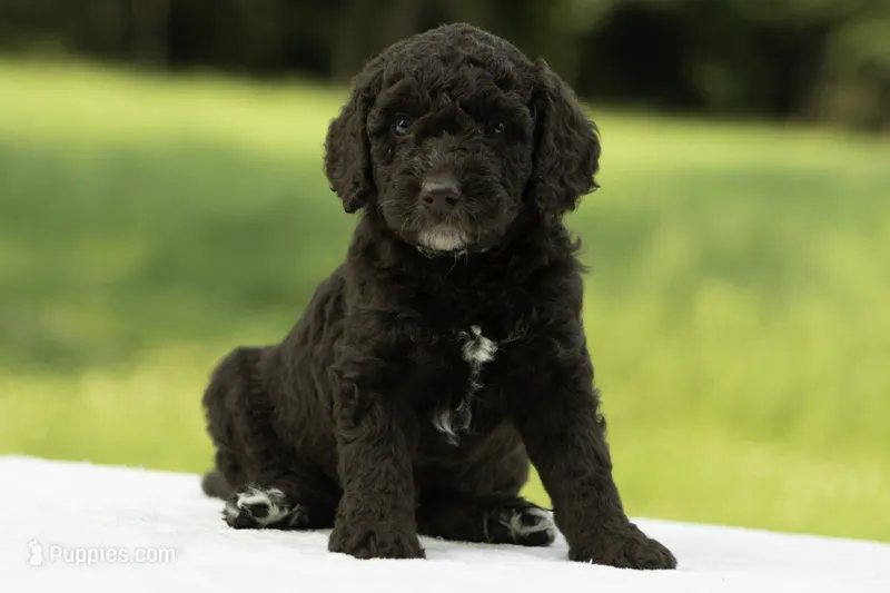 Dawson – Goldendoodle puppy for sale in Oakland, MD