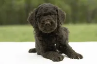 Percy, a male Goldendoodle for sale in Oakland, MD – 2 of 4