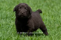 Elijah, a male Labrador Retriever for sale in Bowersville, GA – 2 of 5