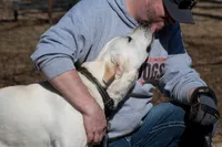 Oak, a male Labrador Retriever for sale in Bowersville, GA – 5 of 9
