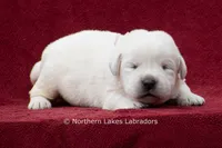 McKenna, a female Labrador Retriever for sale in Bowersville, GA – 1 of 4