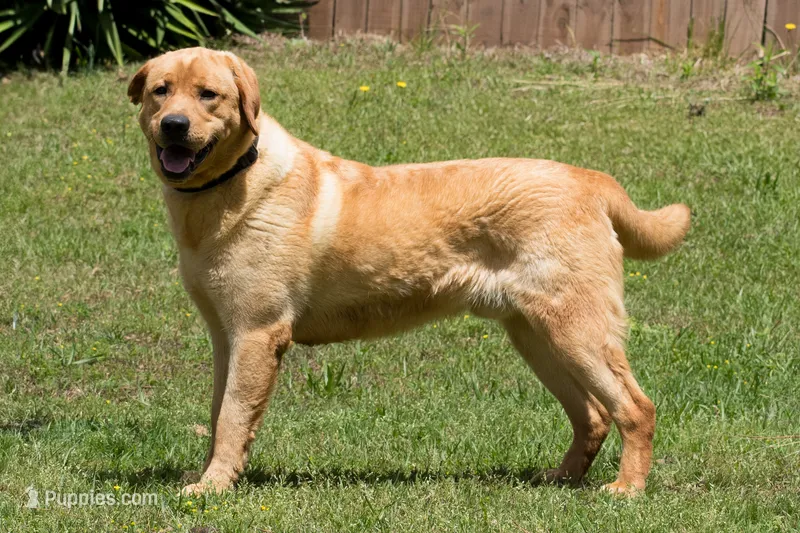 Phineas – Labrador Retriever puppy for sale in Bowersville, GA