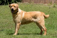 Phineas, a male Labrador Retriever for sale in Bowersville, GA – 1 of 5