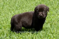Ellie, a female Labrador Retriever for sale in Bowersville, GA – 4 of 4