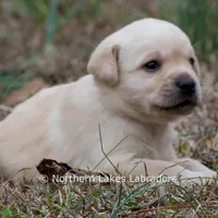 Kate, a female Labrador Retriever for sale in Bowersville, GA – Photo 2 of 7
