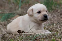 Kate, a female Labrador Retriever for sale in Bowersville, GA – Photo 2 of 7