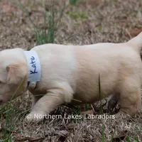 Kate, a female Labrador Retriever for sale in Bowersville, GA – Photo 5 of 7