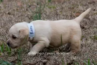 Kate, a female Labrador Retriever for sale in Bowersville, GA – Photo 5 of 7