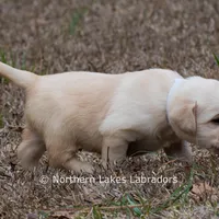 Kate, a female Labrador Retriever for sale in Bowersville, GA – Photo 3 of 7