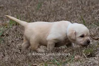 Kate, a female Labrador Retriever for sale in Bowersville, GA – Photo 3 of 7