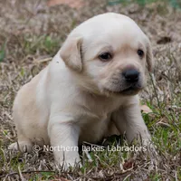 Kate, a female Labrador Retriever for sale in Bowersville, GA – Photo 6 of 7