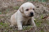 Kate, a female Labrador Retriever for sale in Bowersville, GA – Photo 6 of 7