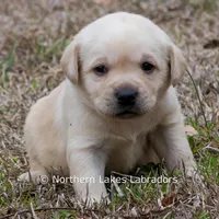 Kate, a female Labrador Retriever for sale in Bowersville, GA – Photo 7 of 7