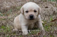 Kate, a female Labrador Retriever for sale in Bowersville, GA – Photo 7 of 7