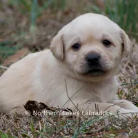 Kate, a female Labrador Retriever for sale in Bowersville, GA – Photo 1 of 7