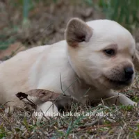 Kate, a female Labrador Retriever for sale in Bowersville, GA – Photo 4 of 7