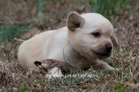 Kate, a female Labrador Retriever for sale in Bowersville, GA – Photo 4 of 7