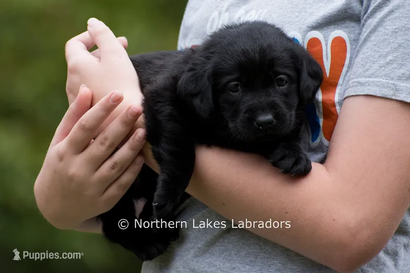 Navy – Labrador Retriever puppy for sale in Bowersville, GA