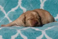 Victoria, a female Labrador Retriever for sale in Bowersville, GA – Photo 9 of 9