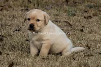 Victoria, a female Labrador Retriever for sale in Bowersville, GA – Photo 1 of 9